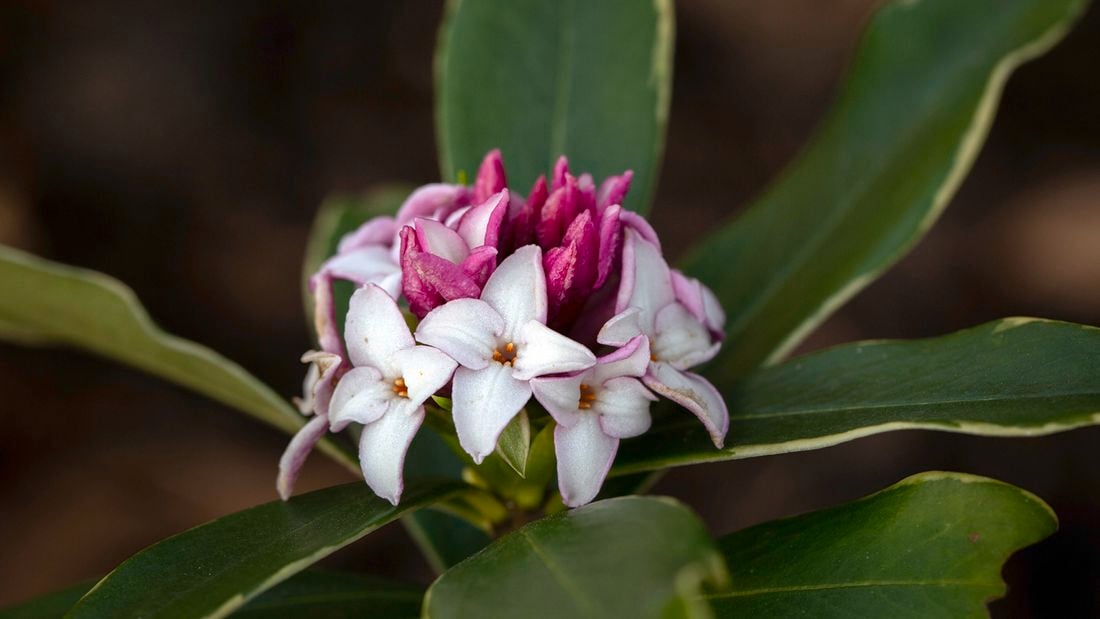 Close up of flowers and leaves of gold-edged winter daphne