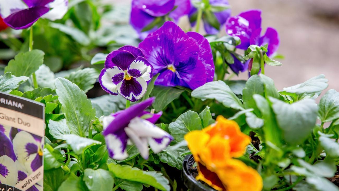 Close up of giant duo flowers