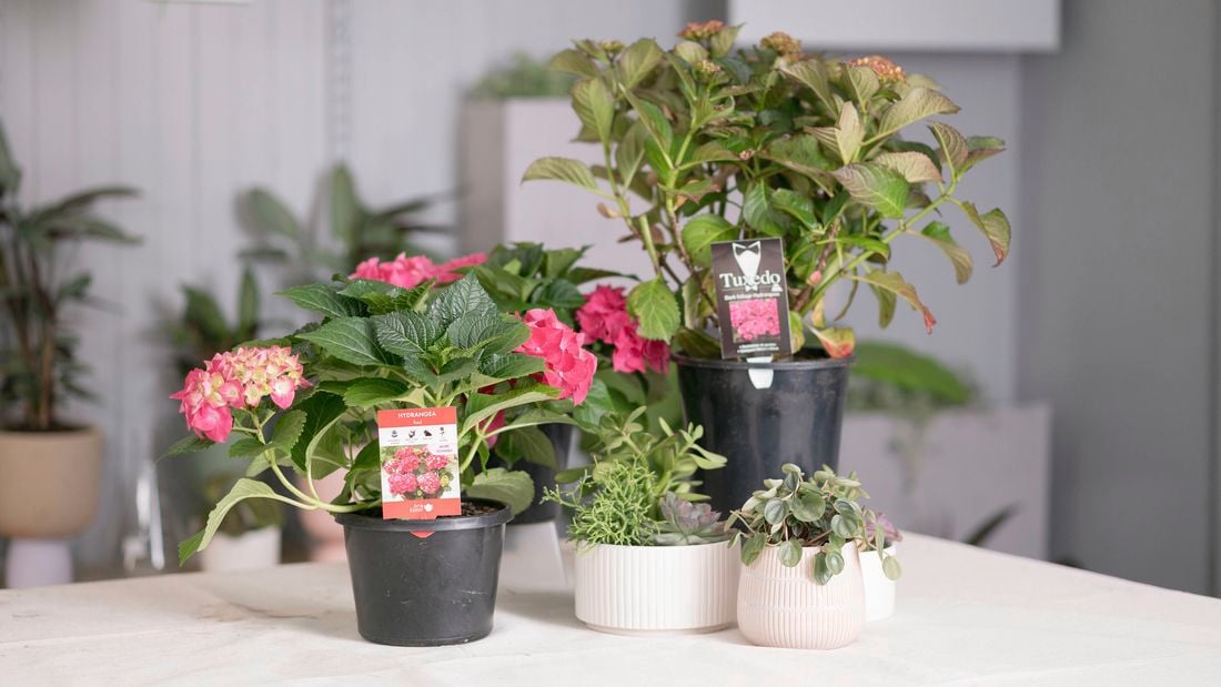 Pink hydrangea in black pot and small plants in ceramic pot.