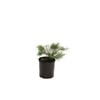 140mm Melaleuca Green Globe - Melaleuca armillaris