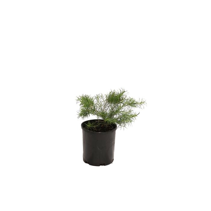 140mm Melaleuca Green Globe - Melaleuca armillaris
