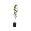 200mm Dwarf Apple Sweet Cheeks - Malus domestica
