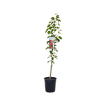 200mm Dwarf Apple Sweet Cheeks - Malus domestica