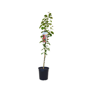 200mm Dwarf Apple Sweet Cheeks - Malus domestica