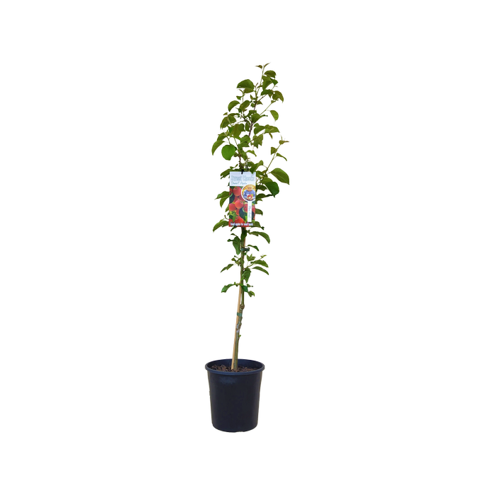 200mm Dwarf Apple Sweet Cheeks - Malus domestica