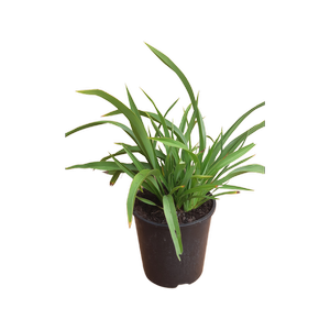 2.5L  Phormium Emerald Dwarf - Phormium cookianum