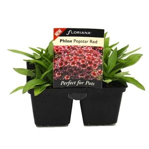 Floriana 4 Cell Pot Phlox Popstar Red - Phlox hybrid