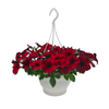 Plant Burst Of Colour Hanging Basket