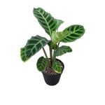 120mm Zebrina Plant - Calathea Zebrina