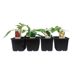 Potted Single Vegetables