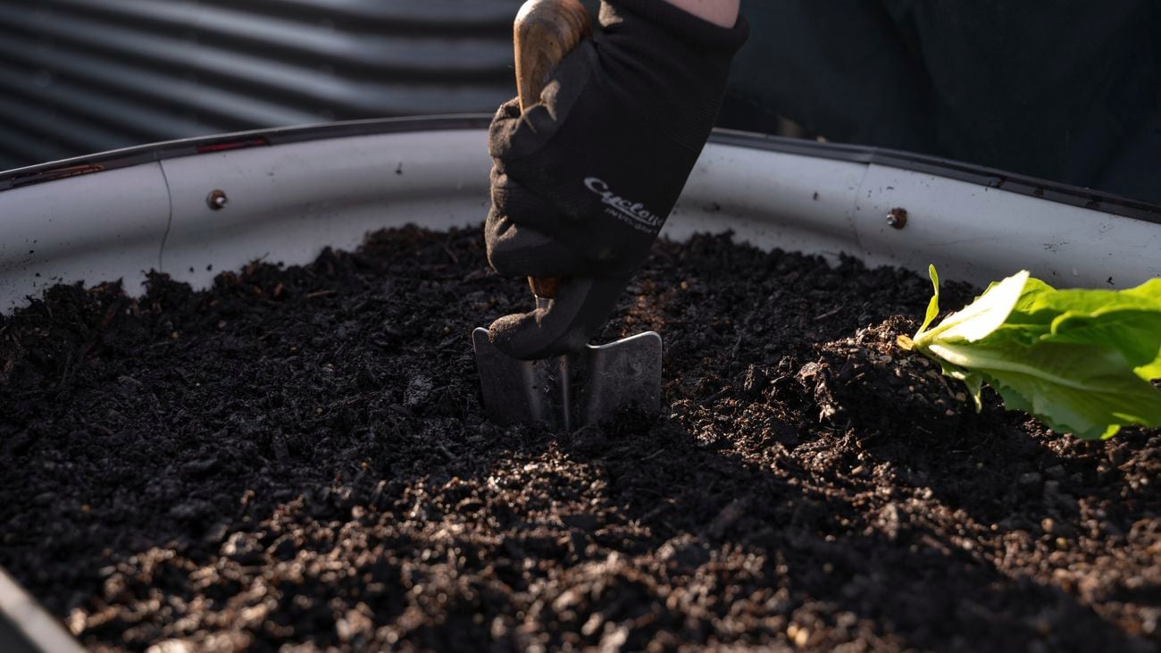 Planting lettuce with precision