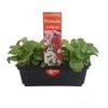 Punnet Primula Lollipops - Primula malacoides - Gold Flower Range