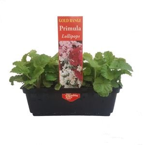Punnet Primula Lollipops - Primula malacoides - Gold Flower Range