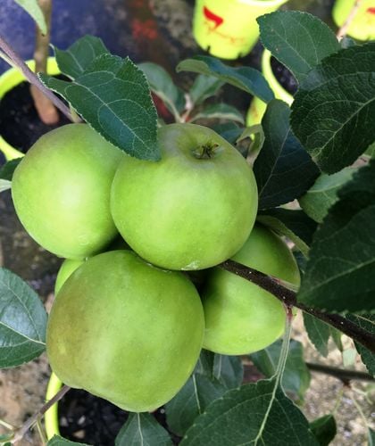 Closeup of green apples