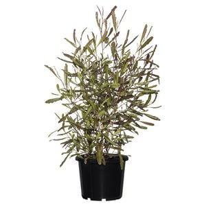 270mm Purple Hop Bush - Dodonaea viscosa purpurea