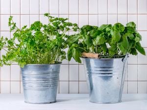 Herb plants in pots