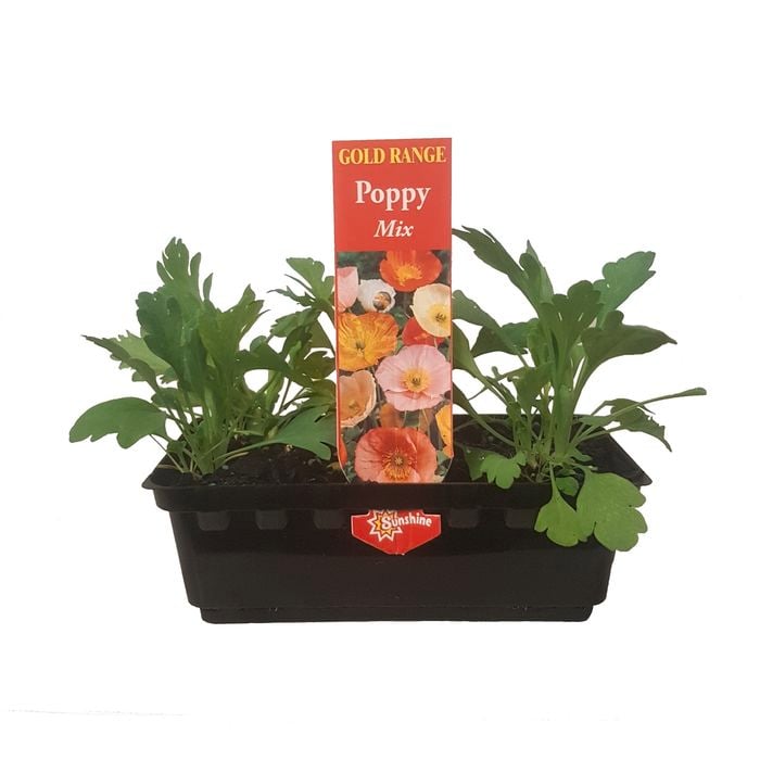 Punnet Poppy Mix - Gold Flowering Range