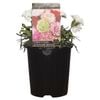 140mm Pot Carnation - Dianthus caryophyllus