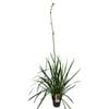200mm Bush Revolution Kangaroo Paw - Anigozanthos humilis x flavidus