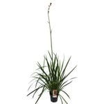 200mm Bush Revolution Kangaroo Paw - Anigozanthos humilis x flavidus