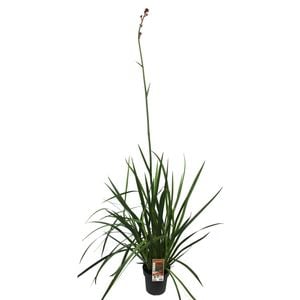 200mm Bush Revolution Kangaroo Paw - Anigozanthos humilis x flavidus