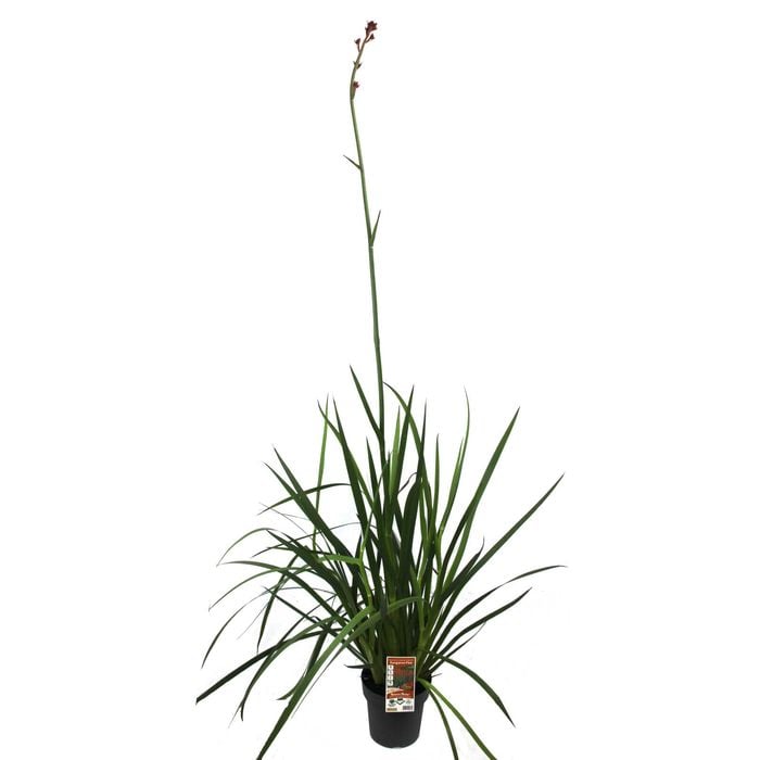 200mm Bush Revolution Kangaroo Paw - Anigozanthos humilis x flavidus