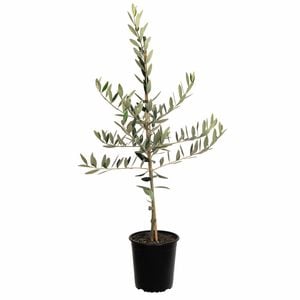 Plant Olive Picholine 3.5l
