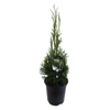 3.5L Thuja Smaragd - Thuja occidentalis