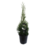 3.5L Thuja Smaragd - Thuja occidentalis