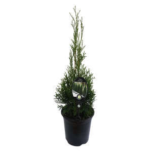 3.5L Thuja Smaragd - Thuja occidentalis