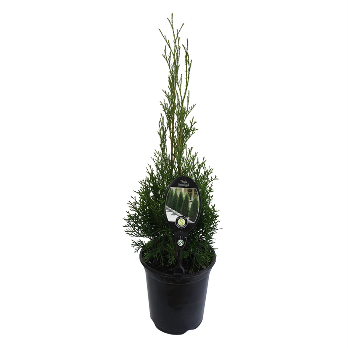 3.5L Thuja Smaragd - Thuja occidentalis