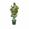 150mm Griselinia 'Broadway Mint' - Griselinia