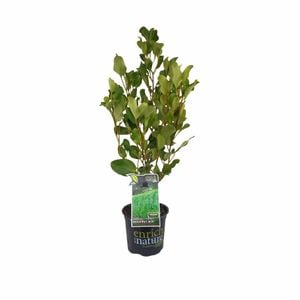 150mm Griselinia 'Broadway Mint' - Griselinia