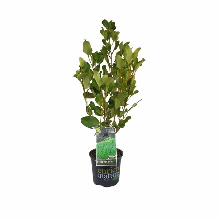 150mm Griselinia 'Broadway Mint' - Griselinia