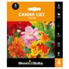 Bloomin' Bulbs Summer Range Orange Canna Lily Mixed - 4 Pack