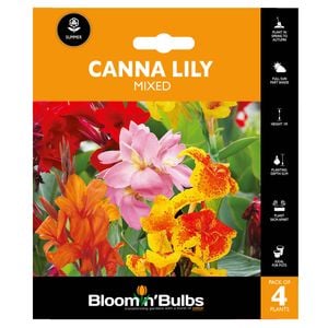 Bloomin' Bulbs Summer Range Orange Canna Lily Mixed - 4 Pack