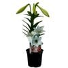 150mm Lilium Snowsheen - Lilium longiflorum