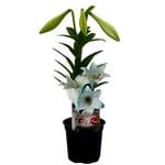 150mm Lilium Snowsheen - Lilium longiflorum