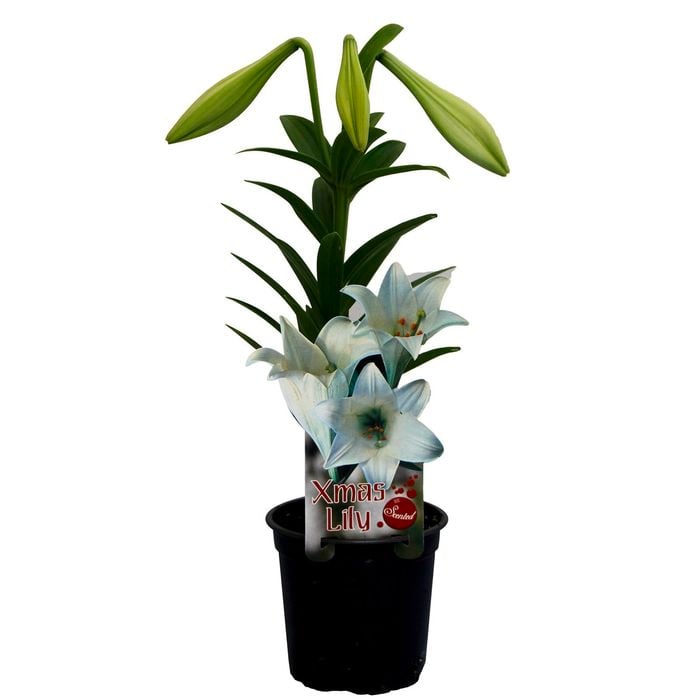 150mm Lilium Snowsheen - Lilium longiflorum