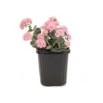 95mm Sedum Dragon - Sedum sieboldii