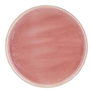 Moda Porcelain Round Plates Icon 6 Pack 200mm Vitrified Ceramic Dishwasher Safe