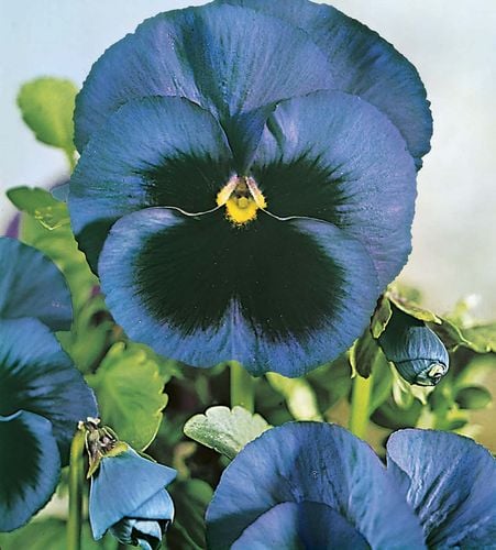 Close-up of blue flowers