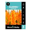 Bloomin' Bulbs Gladioli Orange - 5 Pack