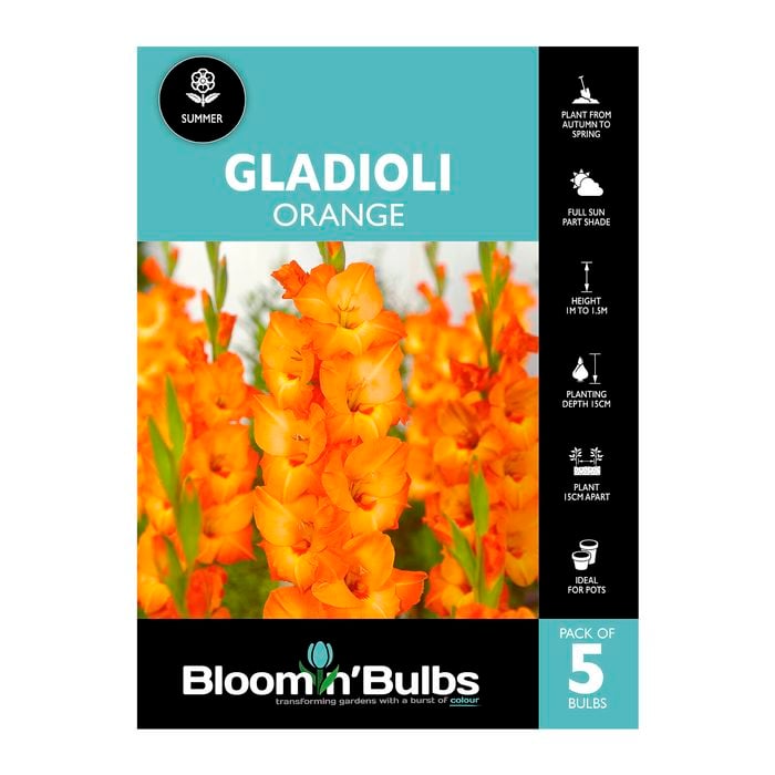 Bloomin' Bulbs Gladioli Orange - 5 Pack