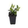 68mm Dwarf Abelia - Abelia grandiflora Nana