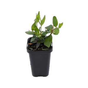 68mm Dwarf Abelia - Abelia grandiflora Nana