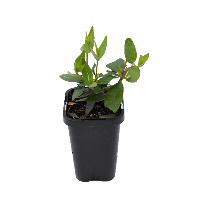 68mm Dwarf Abelia - Abelia grandiflora Nana