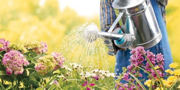 Man in yellow gloves sprinkles seeds on garden