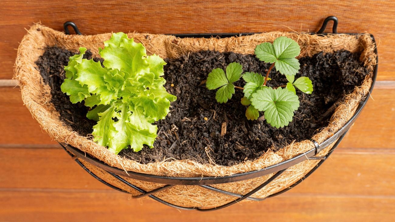 A wall-mounted basket planter with leafy lettuce on the left and a strawberry plant on the right, growing in dark soil.
