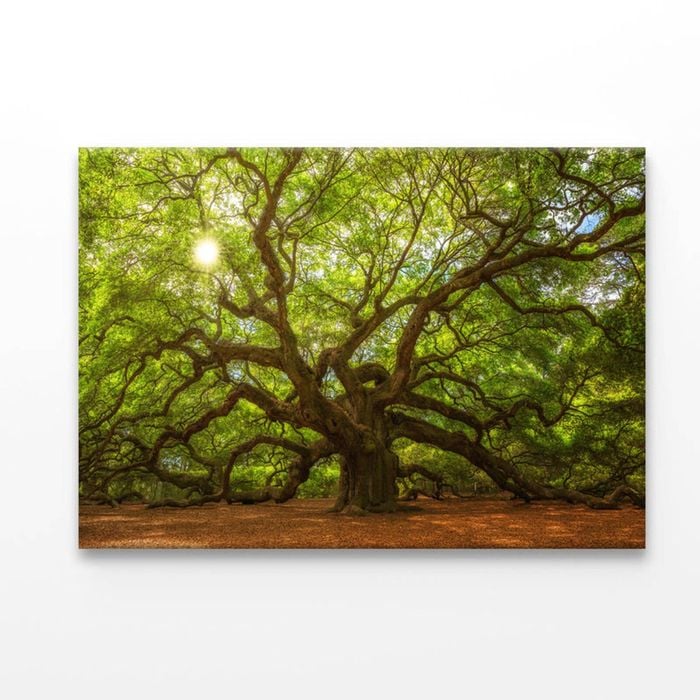 Tree With Sun  Print 100% Australian Made 120 x 90cm  (Acrylic)